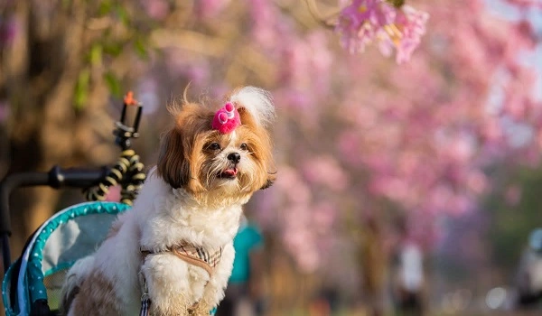 Featured Image of Calling All Pet Lovers Discover Birla Evara’s Exclusive Pet Park